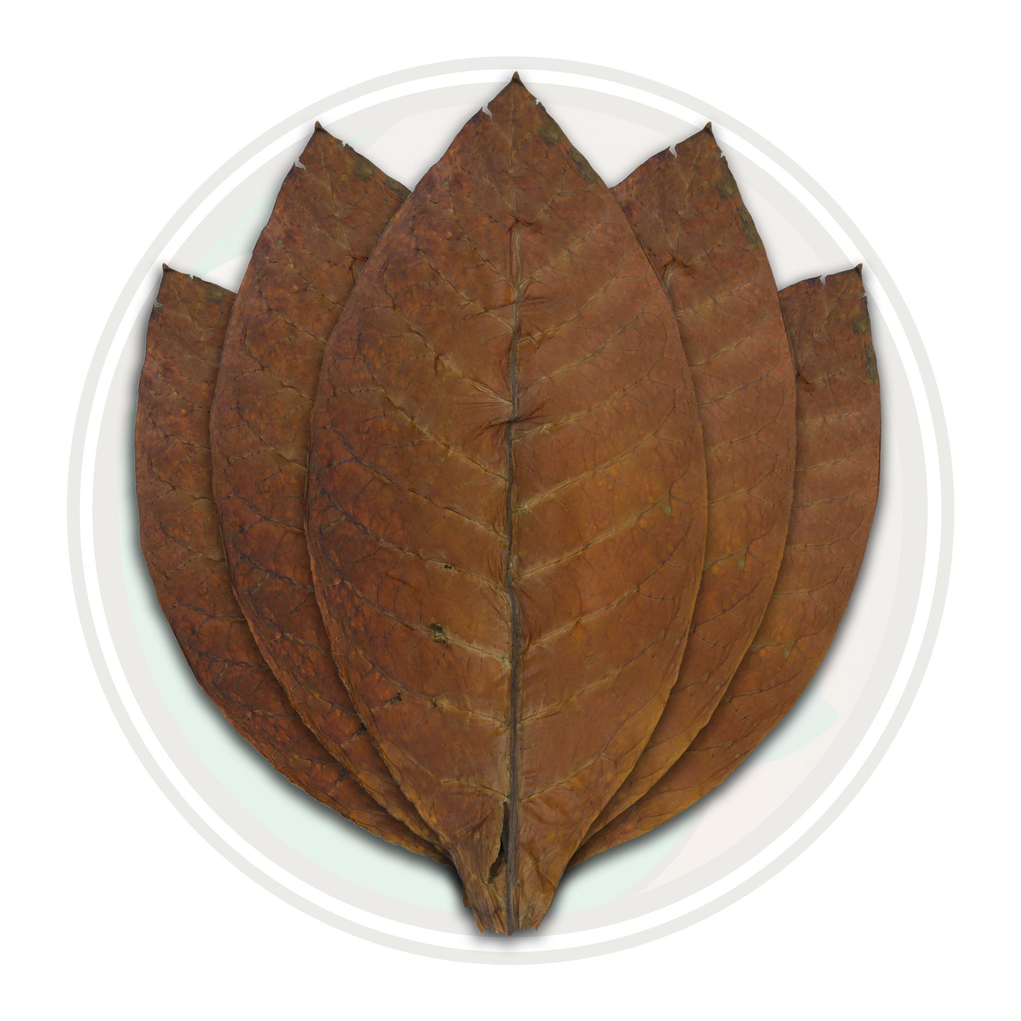 Dominican Cigar Binder Tobacco Leaf Only